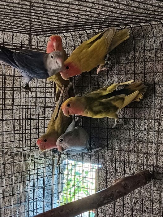 Agapornis 2026 .