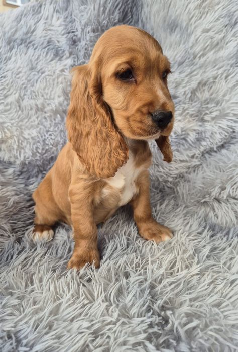 Cocker spaniel piesek  Sonic