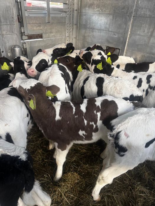 Byczki jałowki mięsne