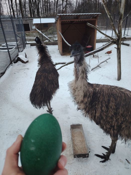 Emu 3 lata osfojone