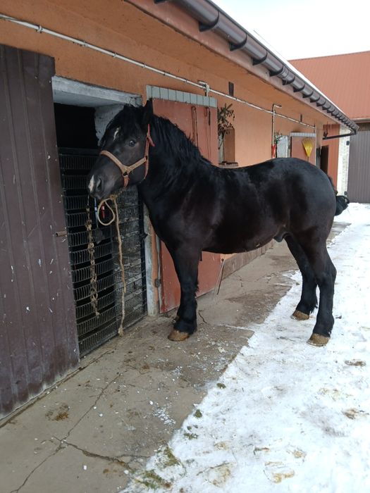 Sprzedam konia Sztum