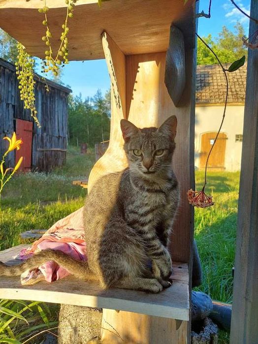 Kochany trójpalczasty kawaler szuka domu!