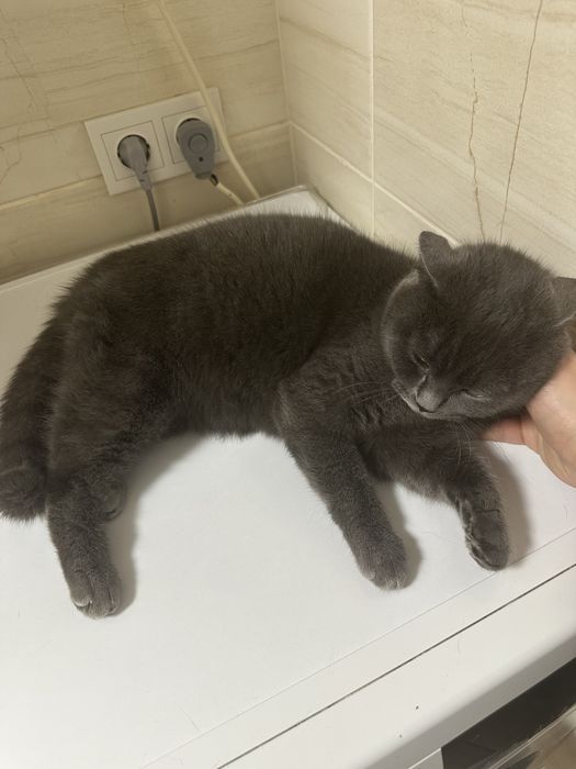 Віддам хорошу кицю в добрі руки