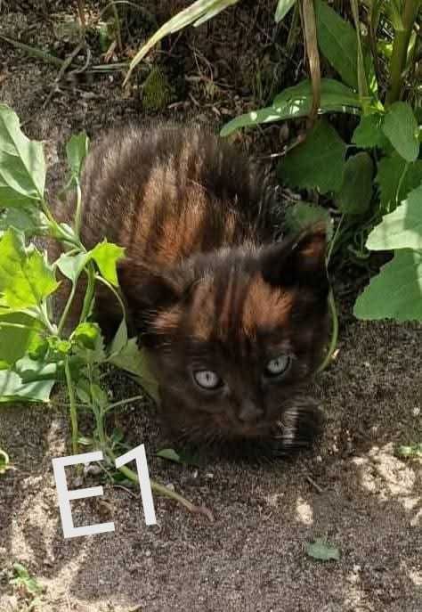 Gatinhos bebés machos para adoção