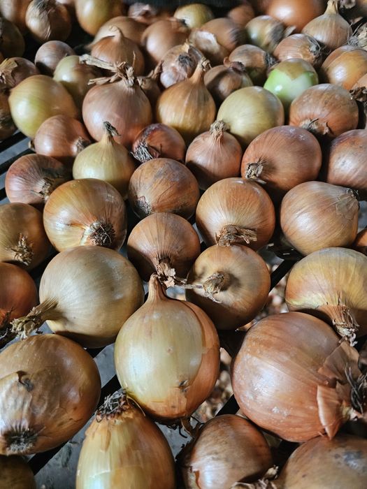 Cebula sucha zdrowa ręcznie wybierana