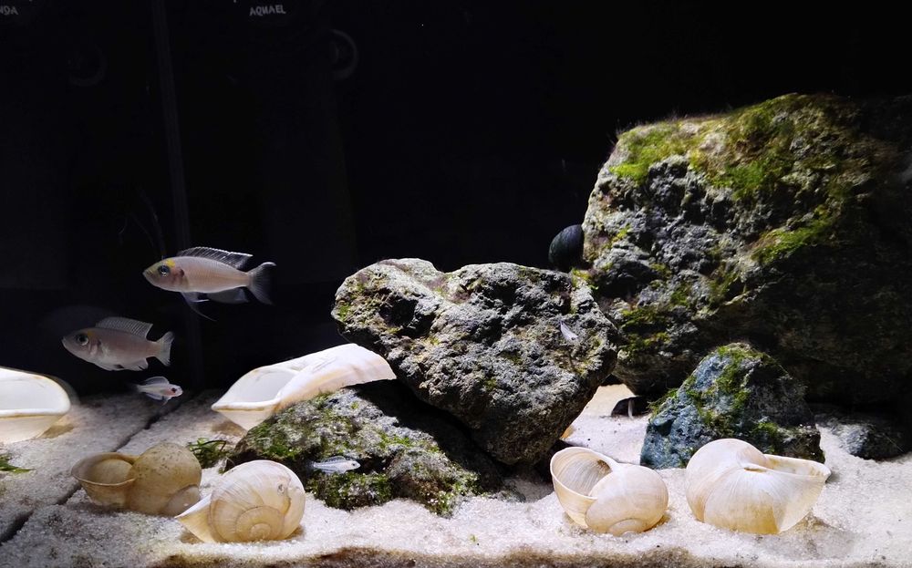 Neolamprologus calliurus