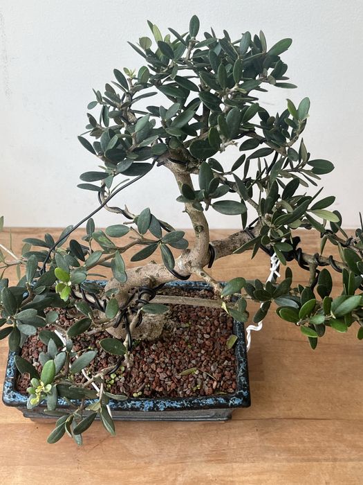 Bonsai de oliveira