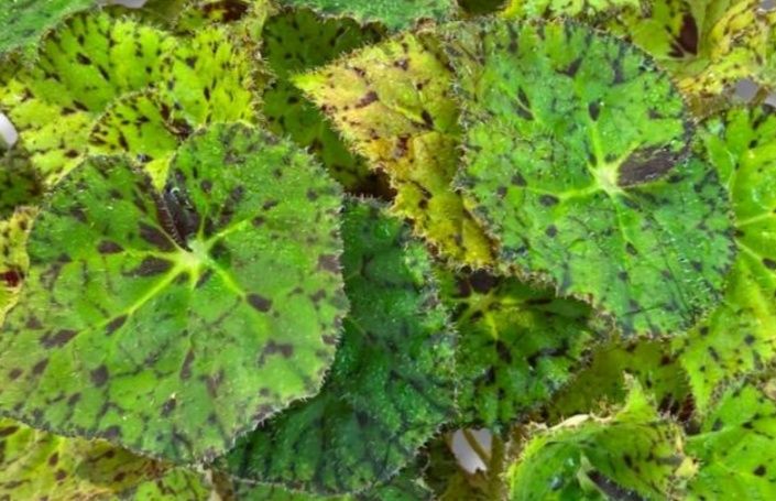 Peperomia Red Margin begonia Froggy i Tygrysia