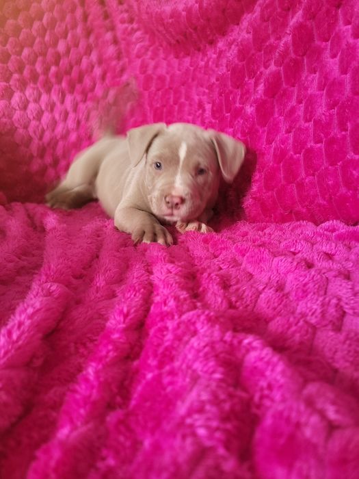 American Bully ABKC