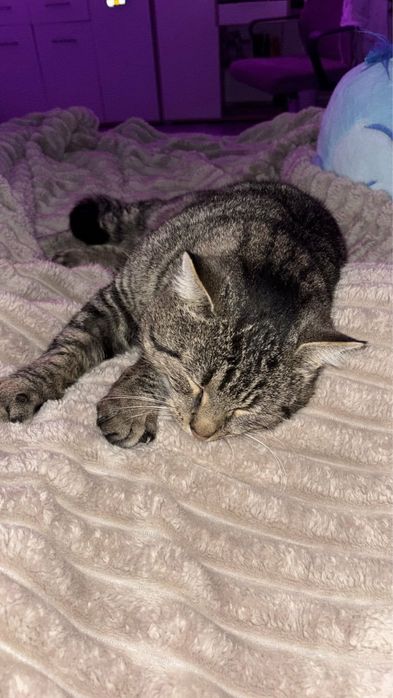 Boczek - kot, który kocha człowieka szuka domu