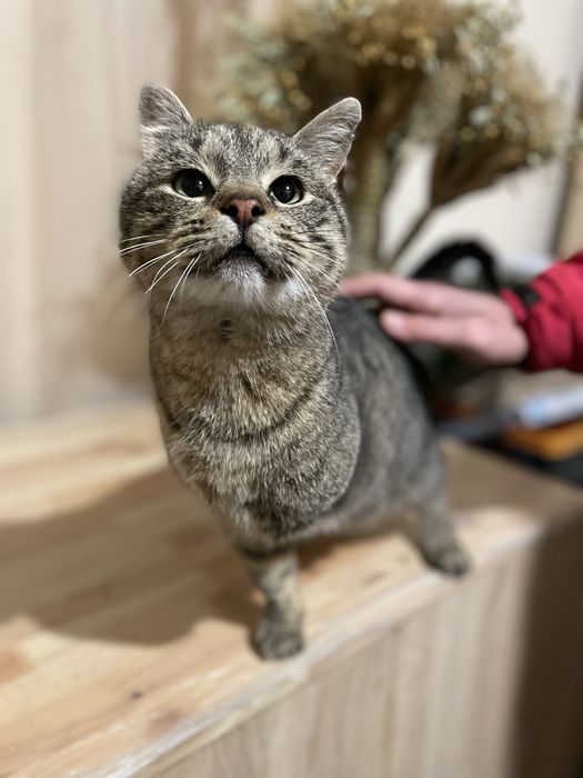 Котик трилапий у добрі руки