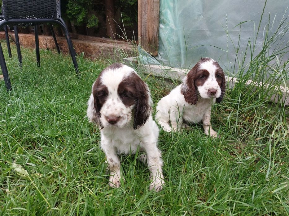 Cocker spaniel szczeniak