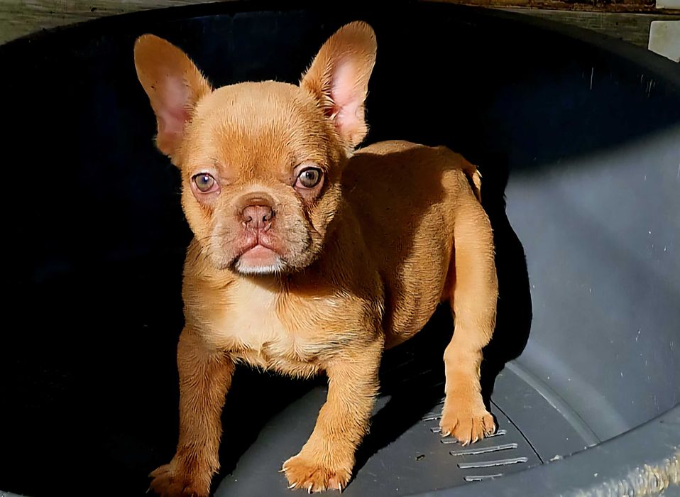 Bulldog francês Fêmea cor Isabella