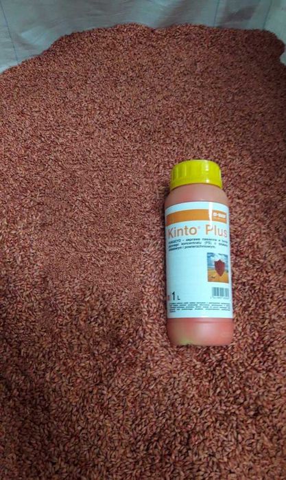 Kinto Plus 1l  zaprawa nasienna