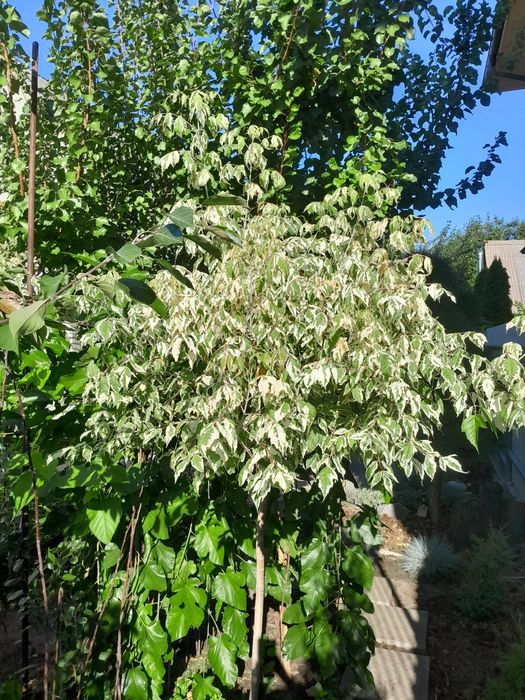 Клен фламінго, сакура Канзан, слива Піссарді саджанці