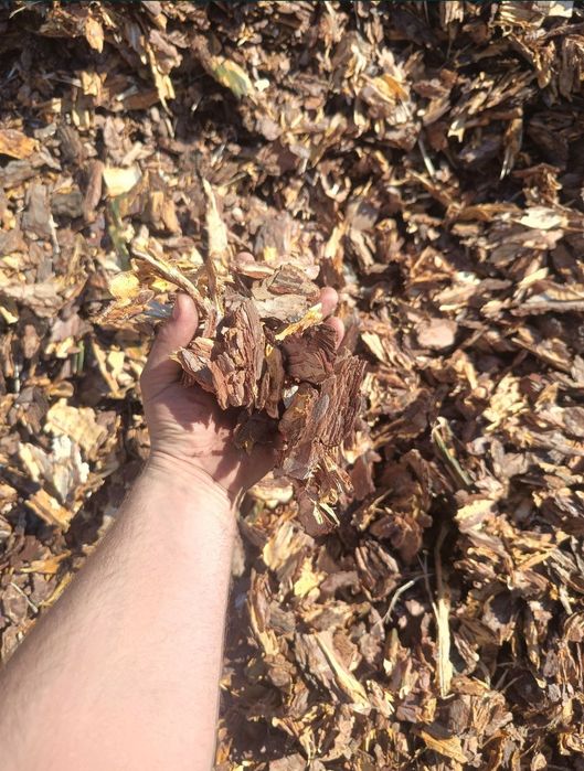 Świeża kora sosnowa