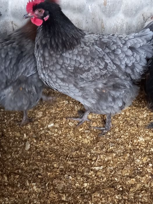 Jajka lęgowe kur marans