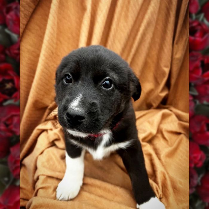 Віддам хаскі в добрі руки