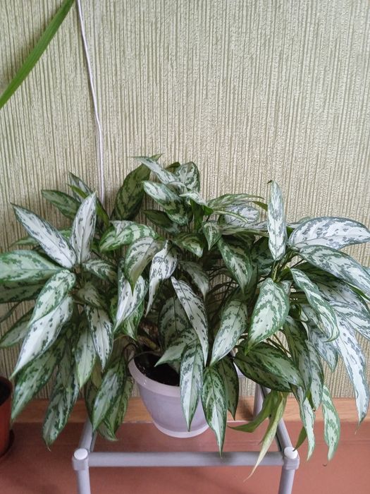 Комнатные растения.Аглаонема Silver Quin