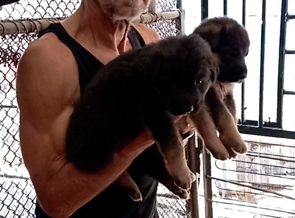 Малыши с родословной от роскошной пары из питомника.