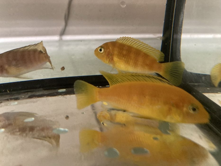 Pyszczaki Mix Pseudotropheus Saulosi