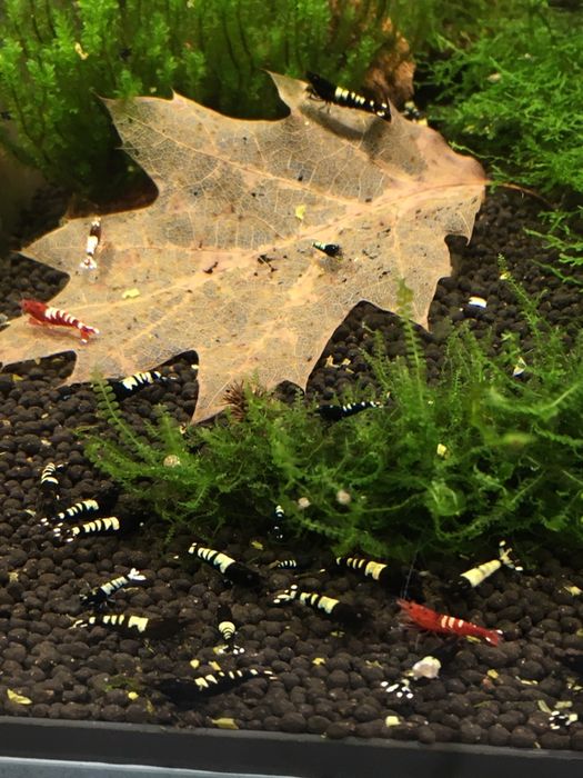 Krewetki pinto zebra