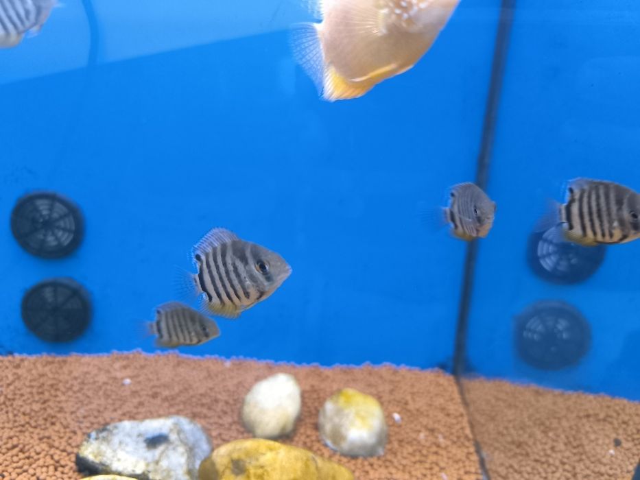 Severum Verde (Heros Severum)