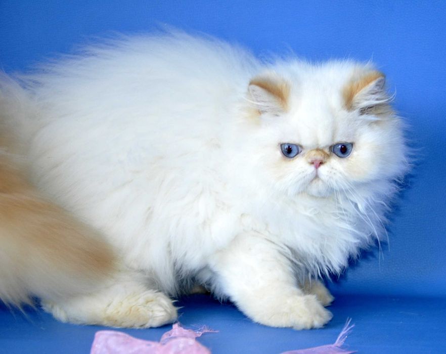 Гималайский перс с синими глазками