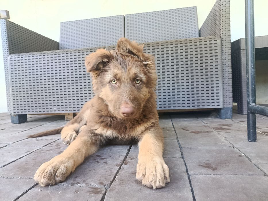 Owczarek Niemiecki Szczeniak