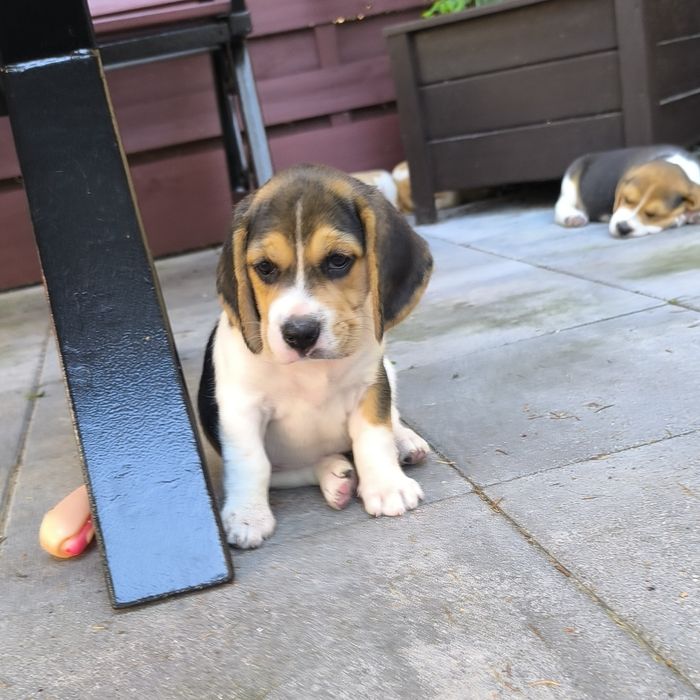 Beagle suczka bicolor Fibi mocna budowa odbiór sierpień