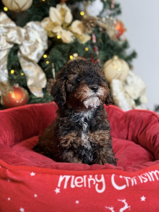 Cavapoo F1b dostępny piesek tricolor Tarnów • OLX.pl