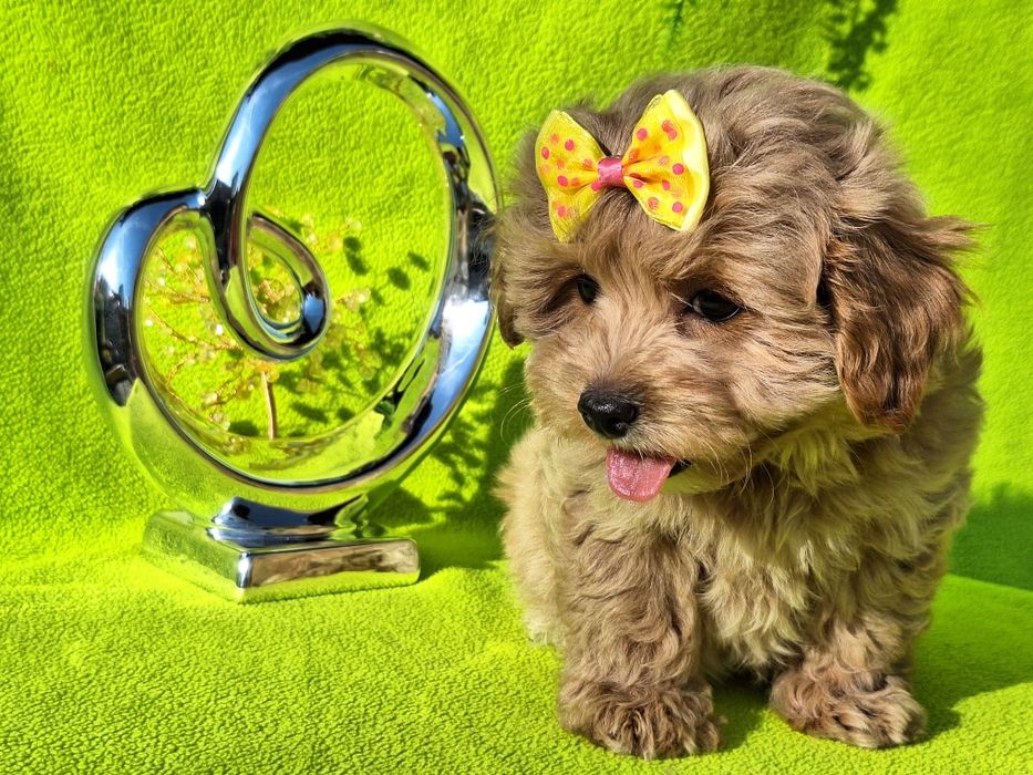 Maltipoo szczeniaczek z rodowodem
