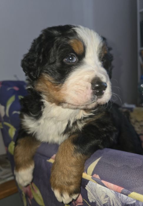 Berneński Pies Pasterki  (Urodzone 01.11.2025) dostępny piękny pies 
U