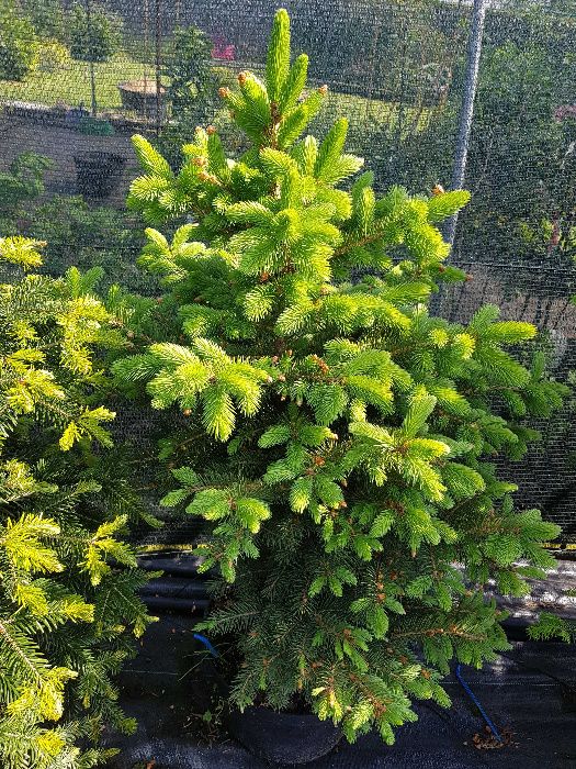 Choinki ,choinka w doniczce - Świerk pospolity