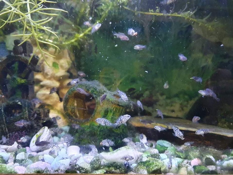 Ciclídeos africanos juvenis/adultos