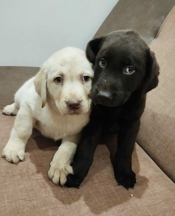 Sprzedam szczenię labradora