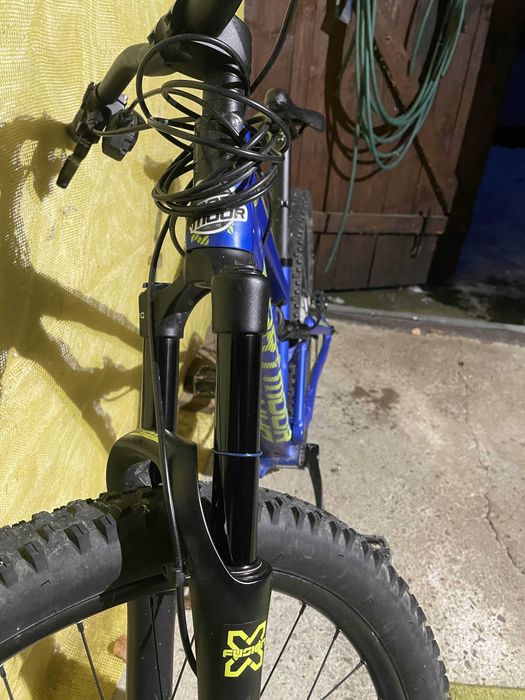 Dartmoor Blackbird Junior 2022