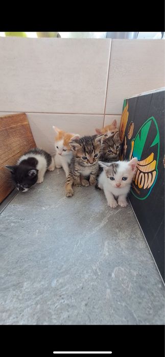 Кошенята Безкоштовно!