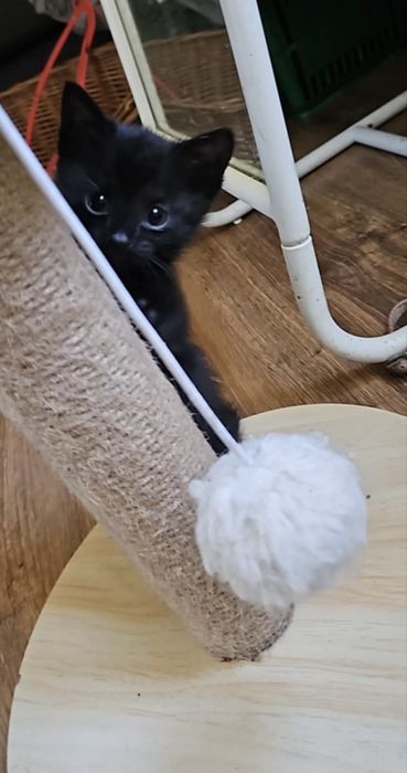 Cudne kocięta szukają nowego domu