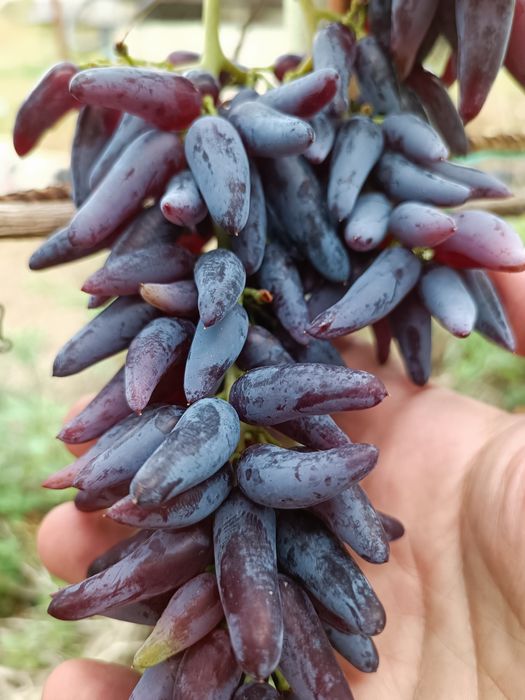 Черенки винограда