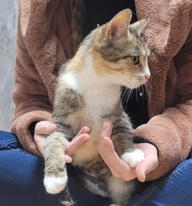 Szukamy kochającego domu dla ok 1,5 rocznej Tosi