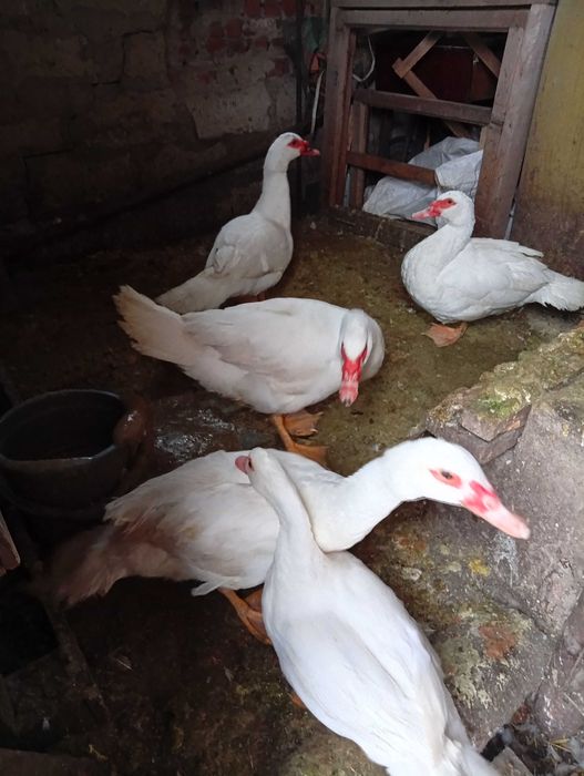 Шипуни качки білі