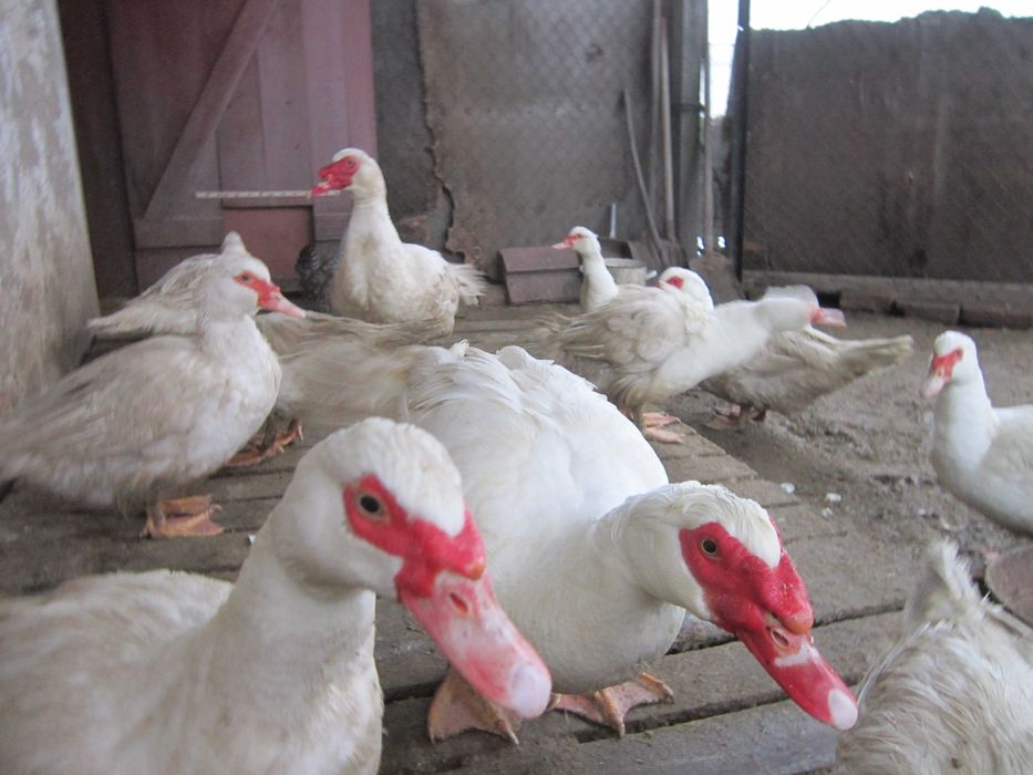 Інкубаційне яйце мускусної качки німецької лінії