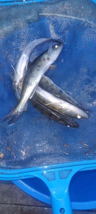 Narybek lina,karpia,amura,Tołpyga,Karaś pospolity