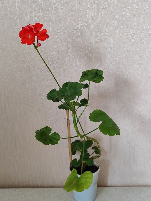 Пеларгонія-Бонсай Рожева Ніжна Сортова Герань