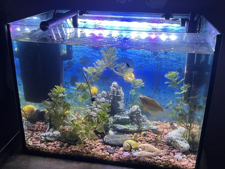 Продам акваріум з усим приналежним)