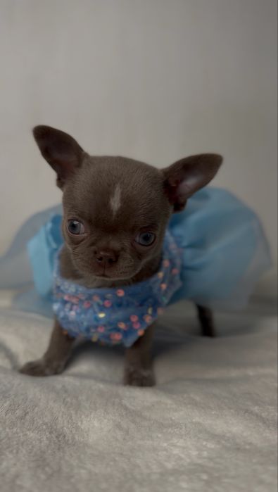Liliowa suczka chihuahua mini