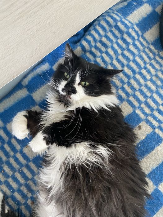 Котики в добрі ручки