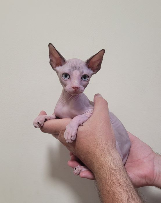 Gatinha sphynx com olhos azuis