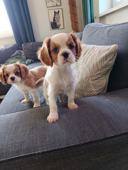 Cavalier King Charles spaniel samczyk